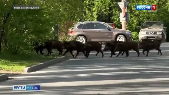 Кабаны, лоси, бобры и пчёлы: в Перми нашествие диких зверей