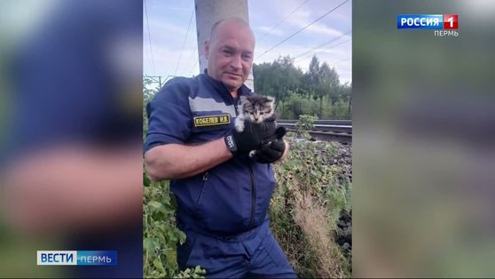 В Кунгуре сотрудники службы спасения пришли на помощь котенку