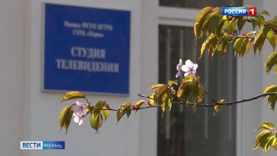 На территории ГТРК "Пермь" зацвела сакура