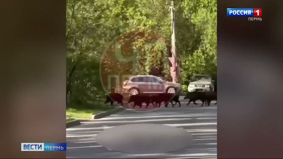 Ничего необычного: кабаны в Курье