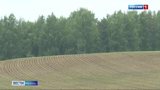 В Прикамье подвели предварительные итоги посевной кампании