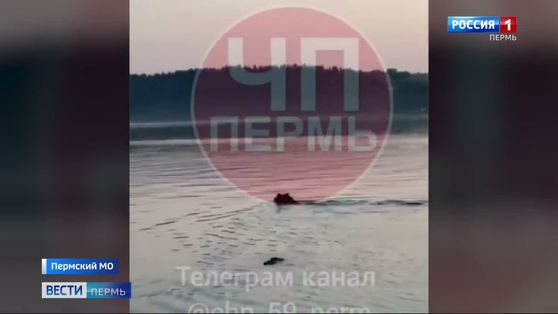В окрестностях Перми вновь заметили медведя