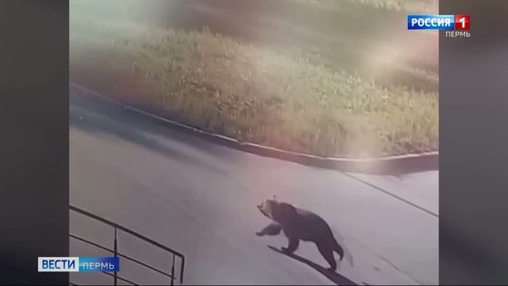 В Перми замечен медведь