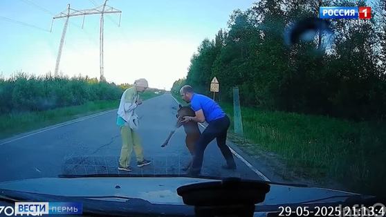 На трассе под Чайковским спасли дикого лосенка