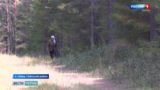 Лес не для всех: жителям нескольких деревень запретили собирать грибы и ягоды
