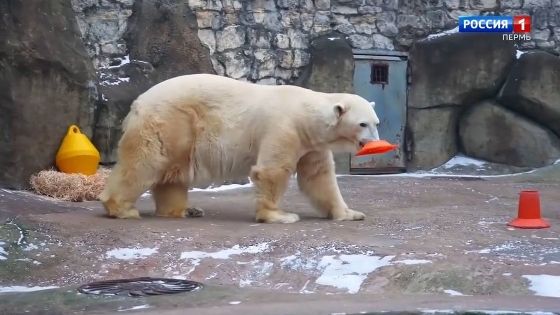В Московском зоопарке отметили день рождения медведя Терпея, переехавшего из Перми