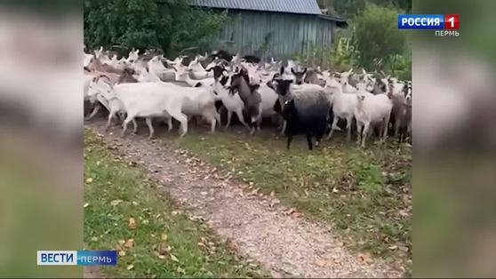 В Новых Лядах неуловимая банда коз уничтожает урожай садоводов 