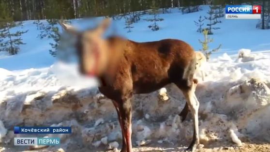 Браконьеры, застрелившие беременную лосиху, предстанут перед судом