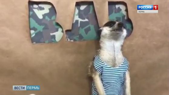Сурикаты поздравили пермяков с Днем ВДВ