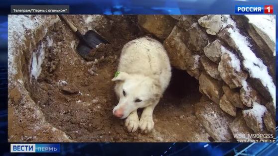 Спасатели в Перми эвакуировали собаку из глубокой ямы