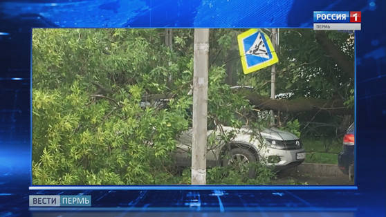 Во время сильной грозы на автомобиль рухнуло дерево