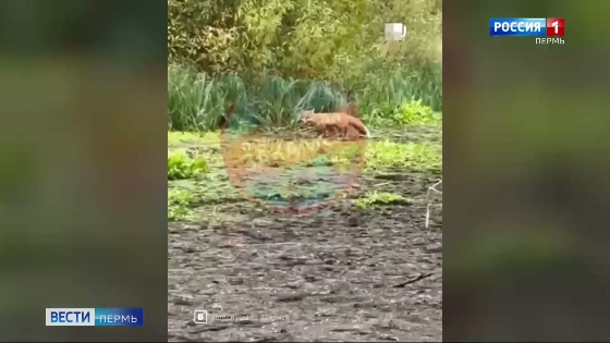 Утиное болото облюбовали крысы