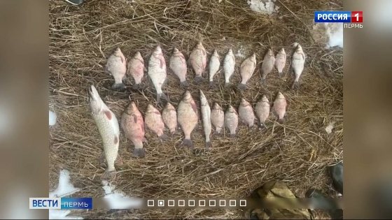 В Прикамье задержали браконьера за незаконный лов рыбы