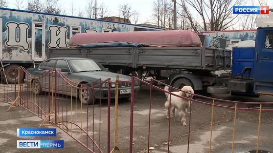 В передвижном цирке в Краснокамске остались только крокодил, две змеи и пудель 