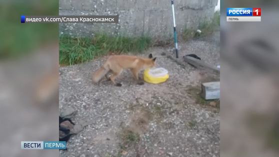 В Краснокамске лиса пришла к рыбакам за едой