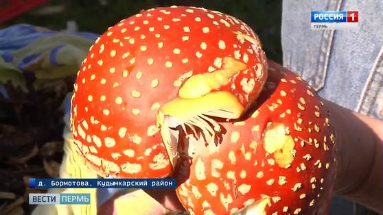 Помидоры и даже мухоморы: самые популярные заготовки на зиму