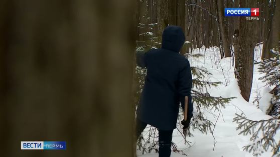 В лесах края усилен контроль за незаконной вырубкой ёлок