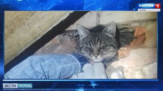 В Кунгуре спасатели достали кота из дымохода