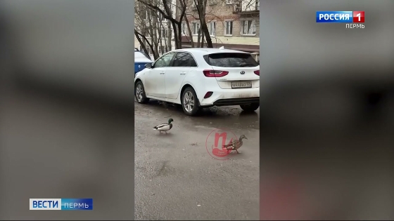 По центру Перми гуляли утки