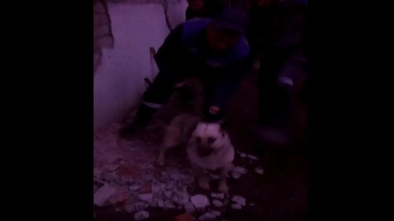 В Березниках спасли собаку, замурованную в подвале дома
