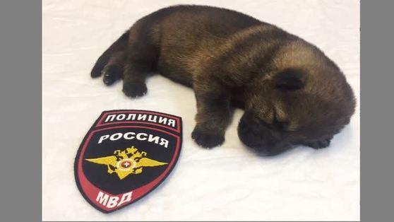 Полиция предлагает придумать кличку щенку