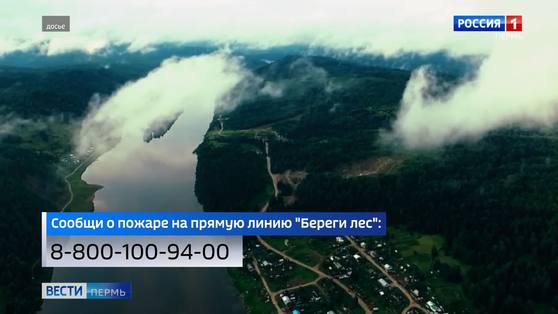 За грибами нельзя: в лесах Прикамья вводятся строгие ограничения