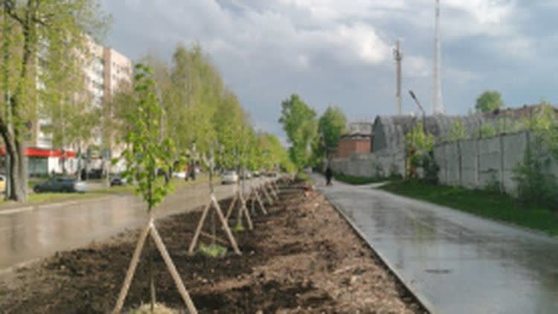  Вдоль улицы Тургенева в Перми высадили более 100 лип