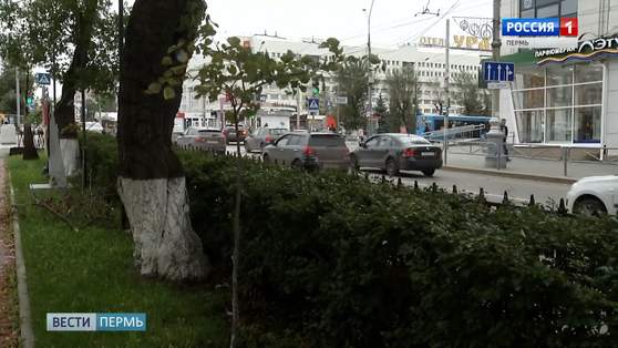Пермяков успокоили - на Компросе убирают только больные деревья