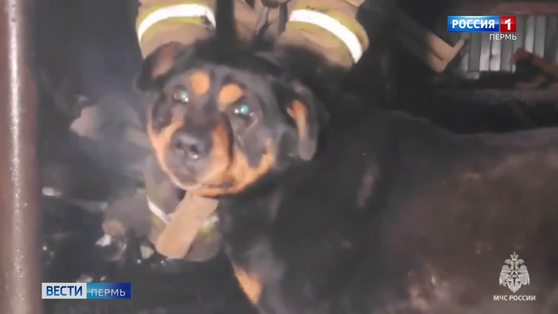 На пожаре в микрорайоне Висим огнеборцы спасли привязанного ротвейлера