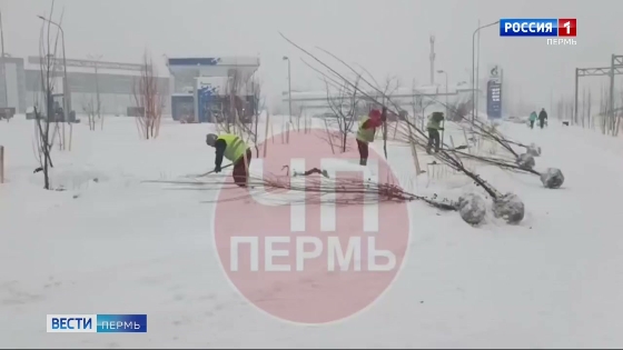 Озеленение по-уральски: в Перми деревья сажали в снег