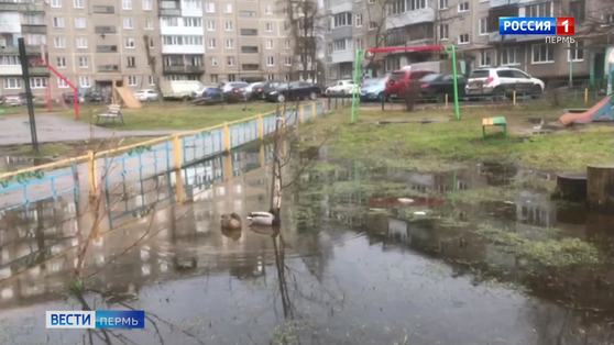 В период самоизоляции Пермь обживают утки