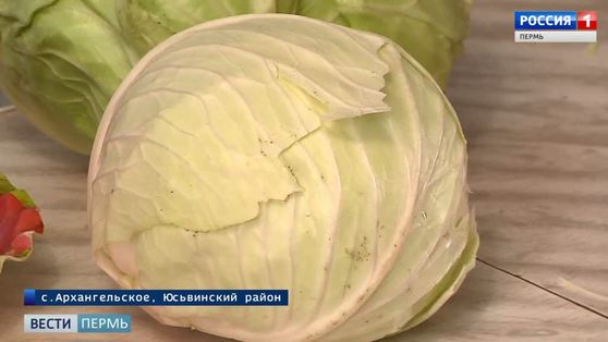 Время солить и квасить капусту 