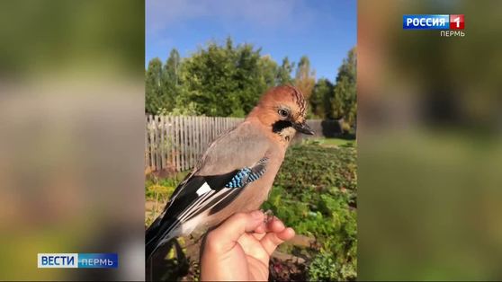 Житель Прикамья спас застрявшую в заборе сойку