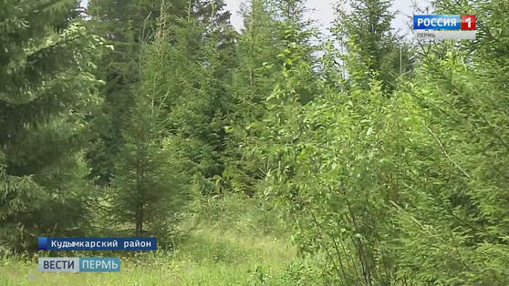 В Прикамье в рамках акции «Живи, лес!» очистят от мусора более 300 гектаров леса