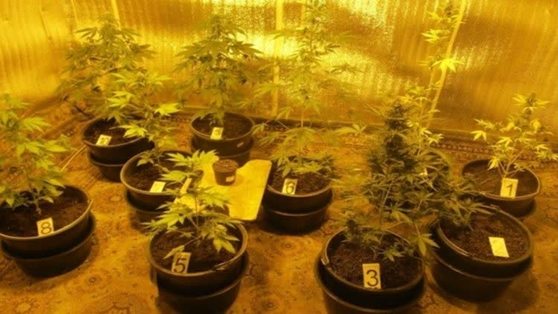 В Ильинском районе полицейские обнаружили лабораторию, в которой выращивали коноплю