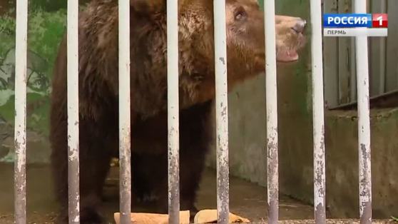 Пермяки с «медвежьими» фамилиями получат скидку в пермском зоопарке