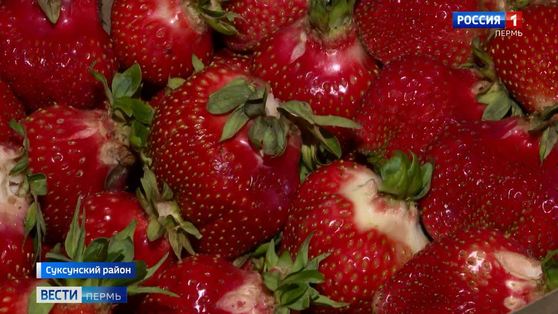 Фермеры Прикамья собрали первый урожай клубники