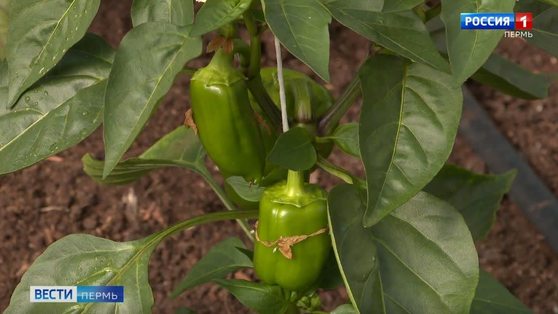 4 "антистрессовых" приема для овощных культур