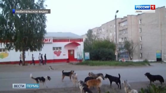 В Перми новый случай нападения бродячей собаки на ребенка