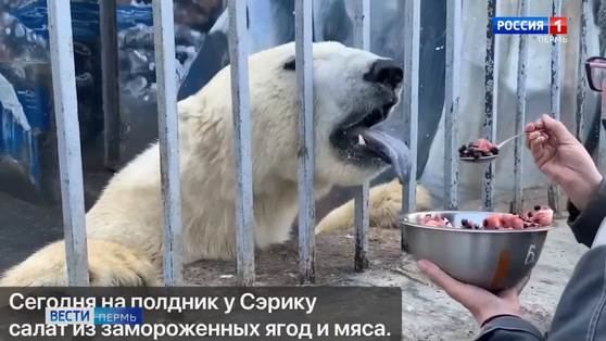 В пермском зоопарке снимают фильм про белого медведя