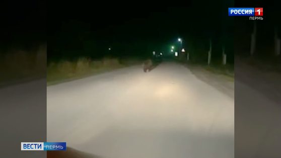 В Ныробе замечен медведь