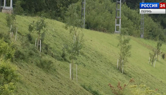 Осенью в Перми начнется глобальное озеленение