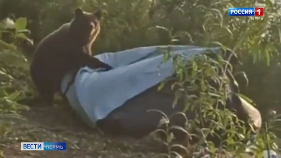 В Красновишерском районе медведь разорвал в клочья туристическую палатку