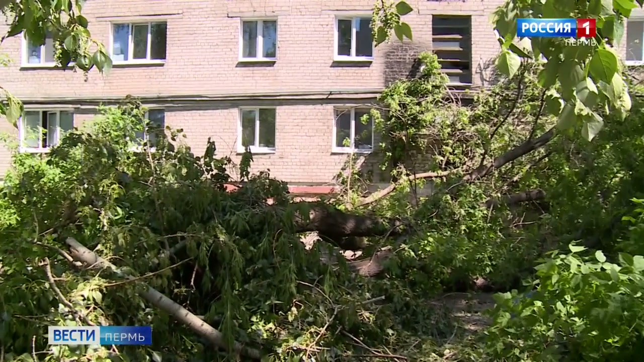 В крае продолжают ликвидировать последствия ураганного ветра | Вести-Пермь