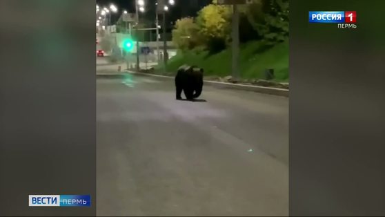 Бегавший по Соликамску медведь вернулся в лес