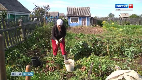 Остались без запасов на зиму: итоги урожая-2019