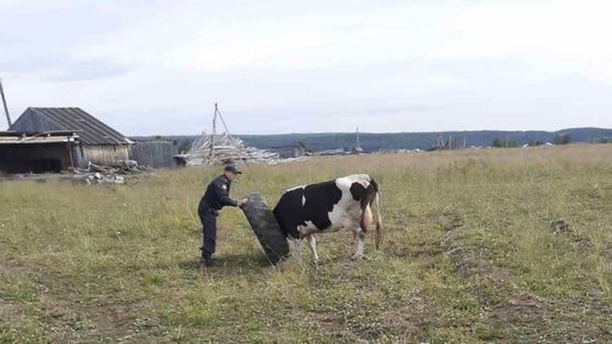 В Прикамье судебные приставы спасли корову, застрявшую в покрышке