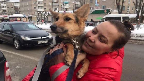Пермячка приютила собаку из Нижнего Новгорода, которую хотели усыпить 