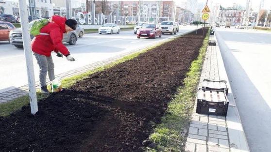 Готовь цветники осенью - на Компросе и ул. Революции высадили тюльпаны