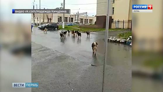 Березники держат в страхе стаи бродячих собак